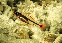 To FishBase images (<i>Apogon neotes</i>, Philippines, by Randall, J.E.)