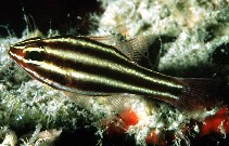 To FishBase images (<i>Apogon nigrofasciatus</i>, Indonesia, by Randall, J.E.)