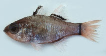 Image of Ostorhinchus nigrocincta (Blackbelt cardinalfish)