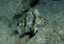 To FishBase images (<i>Apogonichthyoides pharaonis</i>, Cyprus, by Wirtz, P.)