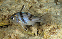 To FishBase images (<i>Apogonichthyoides nigripinnis</i>, Qatar, by Møller, P.R.)