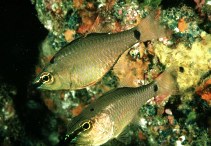 Image of Ostorhinchus notatus (Spotnape cardinalfish)