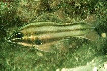 Image of Ostorhinchus novemfasciatus (Sevenstriped cardinalfish)