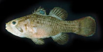 To FishBase images (<i>Apogonichthys ocellatus</i>, Marquesas Is., by Randall, J.E.)