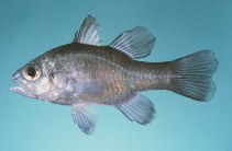 To FishBase images (<i>Apogon opercularis</i>, Australia, by Randall, J.E.)