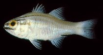 To FishBase images (<i>Apogon oxina</i>, India, by Randall, J.E.)