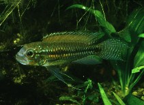 To FishBase images (<i>Apistogramma paucisquamis</i>, by DATZ)
