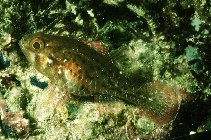 To FishBase images (<i>Apogonichthys perdix</i>, Hawaii, by Randall, J.E.)