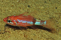 To FishBase images (<i>Apogon phenax</i>, Honduras, by Cox, C.D.)