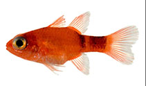 To FishBase images (<i>Apogon pillionatus</i>, by Williams, J.T.)