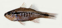 To FishBase images (<i>Apogon pleuron</i>, by Shao, K.T.)