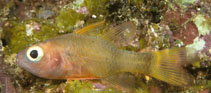 To FishBase images (<i>Apogon posterofasciatus</i>, Fiji, by Randall, J.E.)
