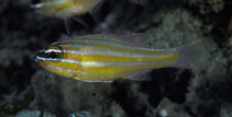 To FishBase images (<i>Apogon properupta</i>, Australia, by Randall, J.E.)