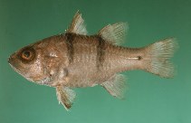 To FishBase images (<i>Apogon pseudotaeniatus</i>, Israel, by Randall, J.E.)