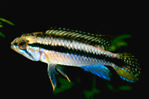 To FishBase images (<i>Apistogramma pulchra</i>, by Hippocampus-Bildarchiv)