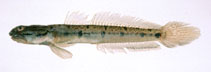 To FishBase images (<i>Apocryptodon punctatus</i>, Japan, by Suzuki, T.)