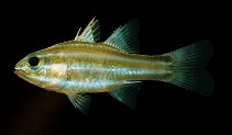 To FishBase images (<i>Apogon regula</i>, Guam, by Randall, J.E.)
