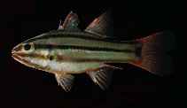 To FishBase images (<i>Apogon relativus</i>, Marquesas Is., by Randall, J.E.)