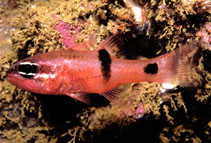 To FishBase images (<i>Apogon retrosella</i>, Mexico, by Robertson, R.)