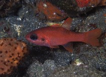 To FishBase images (<i>Apogon robinsi</i>, St Vincent Gren., by Schulke, J.)