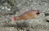 To FishBase images (<i>Apogon rubrimacula</i>, Papua New Guinea, by Randall, J.E.)