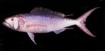 To FishBase images (<i>Aphareus rutilans</i>, Maldives, by Randall, J.E.)