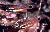 To FishBase images (<i>Apogon selas</i>, Indonesia, by Randall, J.E.)