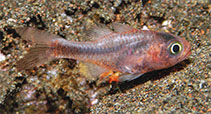 To FishBase images (<i>Apogon seminigracaudus</i>, Philippines, by Allen, G.R.)