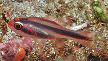 To FishBase images (<i>Apogon semiornatus</i>, Indonesia, by Allen, G.R.)