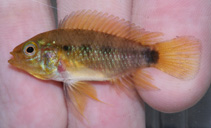 To FishBase images (<i>Apistogramma similis</i>, Bolivia, by Habluetzel, P.)