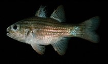 To FishBase images (<i>Apogon sinus</i>, Marquesas Is., by Randall, J.E.)