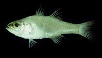 Image of Ostorhinchus gularis (Gular cardinalfish)