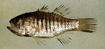 To FishBase images (<i>Apogon striatus</i>, Chinese Taipei, by The Fish Database of Taiwan)