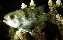 To FishBase images (<i>Apogon taeniatus</i>, by Randall, J.E.)