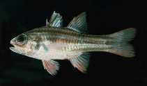 To FishBase images (<i>Apogon taeniophorus</i>, Pitcairn, by Randall, J.E.)