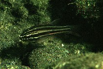 Image of Pristiapogon taeniopterus (Bandfin cardinalfish)