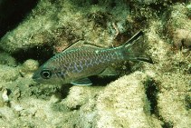 To FishBase images (<i>Apogon menesemus</i>, Hawaii, by Randall, J.E.)
