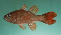 To FishBase images (<i>Apogon talboti</i>, Papua New Guinea, by Randall, J.E.)