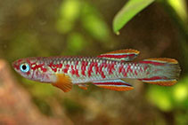 To FishBase images (<i>Aphyosemion tirbaki</i>, by Julien, E.)