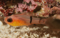 To FishBase images (<i>Apogon townsendi</i>, Bahamas, by Johnson, L.)