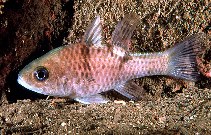 To FishBase images (<i>Apogon trimaculatus</i>, Indonesia, by Randall, J.E.)