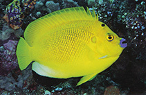 To FishBase images (<i>Apolemichthys trimaculatus</i>, Indonesia, by Allen, G.R.)