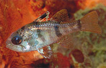 To FishBase images (<i>Apogonichthyoides umbratilis</i>, Brunei Darsm, by Allen, G.R.)