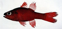 Image of Apogon unicolor (Big red cardinalfish)