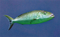 To FishBase images (<i>Aprion virescens</i>, Hawaii, by Allen, G.R.)