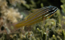 To FishBase images (<i>Apogon wassinki</i>, Indonesia, by Randall, J.E.)