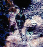 To FishBase images (<i>Apletodon wirtzi</i>, by Wirtz, P.)