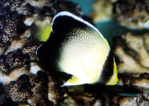 Image of Apolemichthys xanthurus (Yellowtail angelfish)
