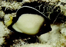 To FishBase images (<i>Apolemichthys xanthotis</i>, Oman, by Hermosa, Jr., G.V.)