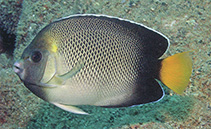 To FishBase images (<i>Apolemichthys xanthurus</i>, Andaman Is., by Allen, G.R.)